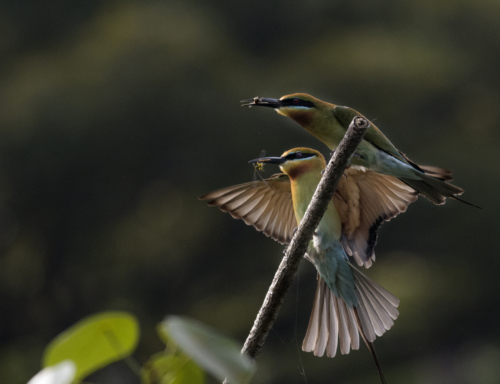 10 points-Family Breakfast-Nilan Herath