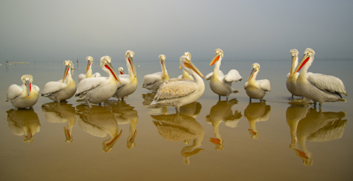 10 points-Reflections-Asela Senanayake