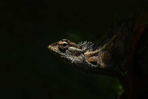 10 points- Dragon-Nuwan Galpaya