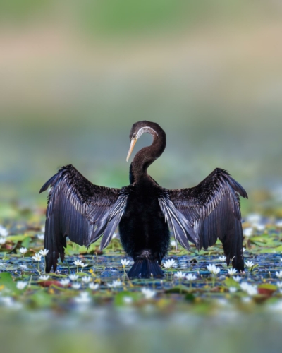 10 points-Pride of the Wing-Danesh Manjula