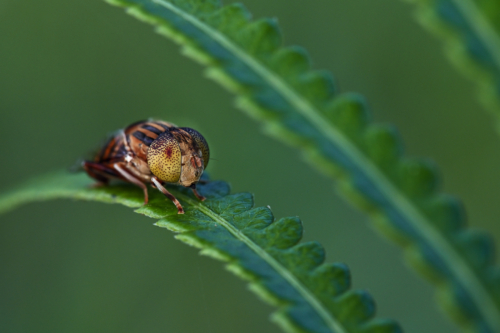 11 points-Curves-Nilan Herath