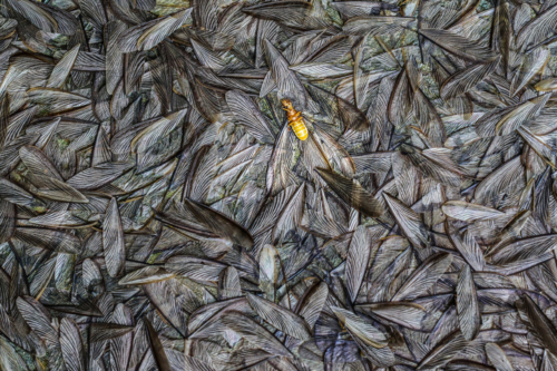 11 points-Pattern of Life-D Seneviratne