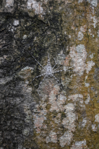 11 points-HIDING-Hashan Dananjaya