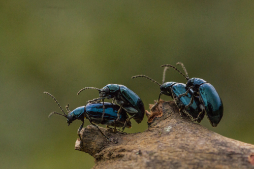 11 points-Mating Season-Pradeep Mallikararchchi