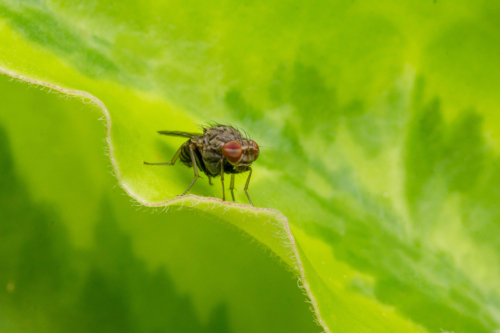 12 points-Bugs Life-Pradeep Mallikarachchi