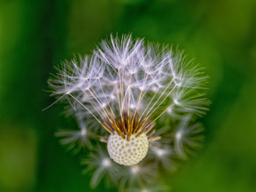 12 points-NATURE'S IKEBANA-Arulramalingam