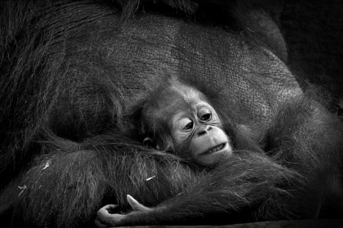 12 points-Love with Mom-D Seneviratne