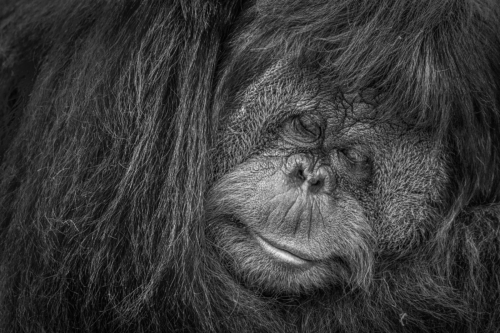 12 points-Innocent Smile-Pradeep Mallikarachchi