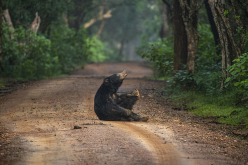12 points-Road block-Asela Senanayake
