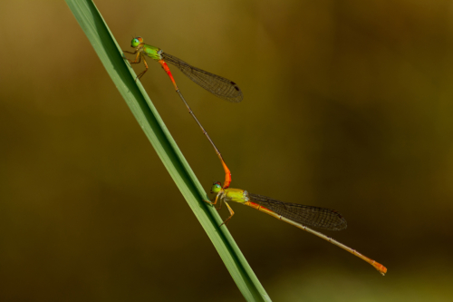 13 points-Dragon Fly Mating-Pradeep Mallikararchchi