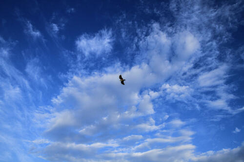 8 points-Freedom-D Seneviratne