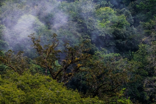 8 points-Shades of nature-Ashan Fernando