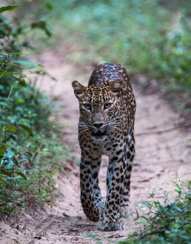 8 points- A Walk To Remember-Sumudu Soyza