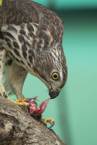 8 points-With the Prey-Sumudu Soyza