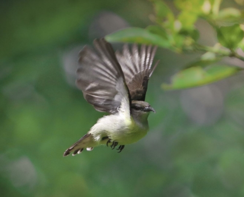 8 points-Freedom-Iman Bandara