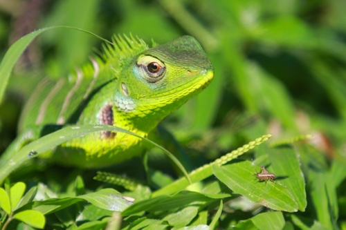 8 points-Luch Ready-Ajith Hidakaraldeniya