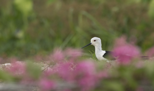 8 points-Black winged Stilt-Sumith Bandara