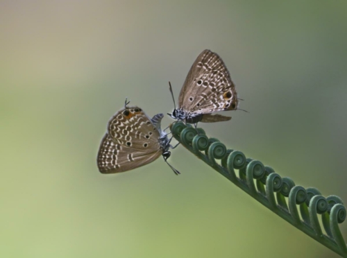 9 points-Friendliness-Iman Bandara