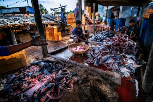 9 points-Fish and life-Anuradha Bandara