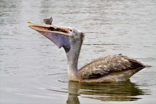 9 points-Big Meal-Dharmavijaya Senevirathne