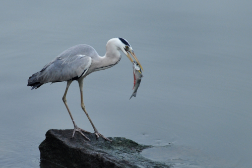 9 points-Catch-Chandana Wickramaarachchi