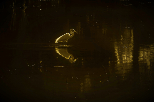 9 points-Solitary - D Seneviratne