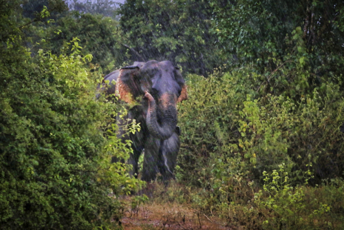9 points- Enjoying Rain-Ajith Hidakaraldeniya