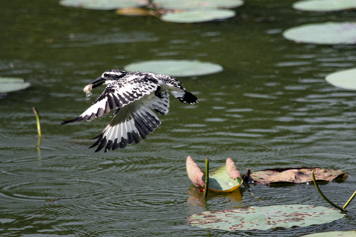 9 points-Little Success-Sumith Caldera