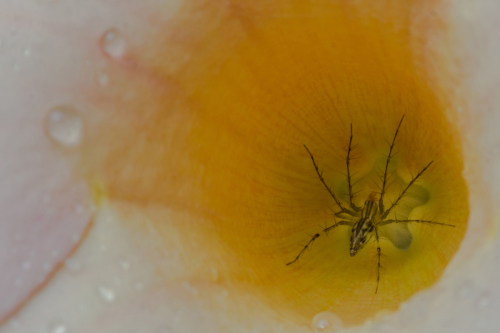 9 points-My Territory-Pradeep Mallikarachchi