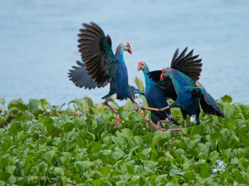 9 points-The Kick-Sumudu Soyza