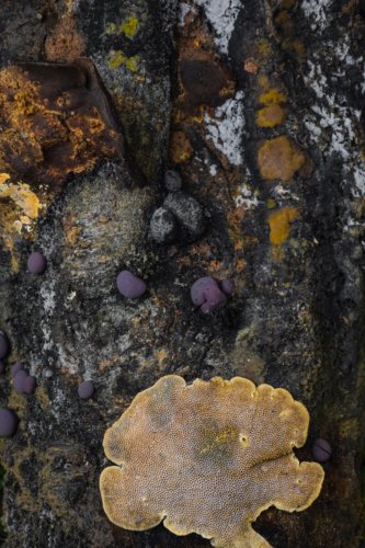 9 points-ART OF TREE-Hashan Dananjaya