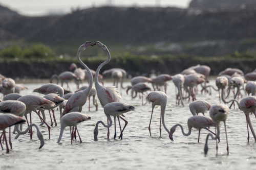 9 points-Heart to Heart-Pradeep Mallikarachchi